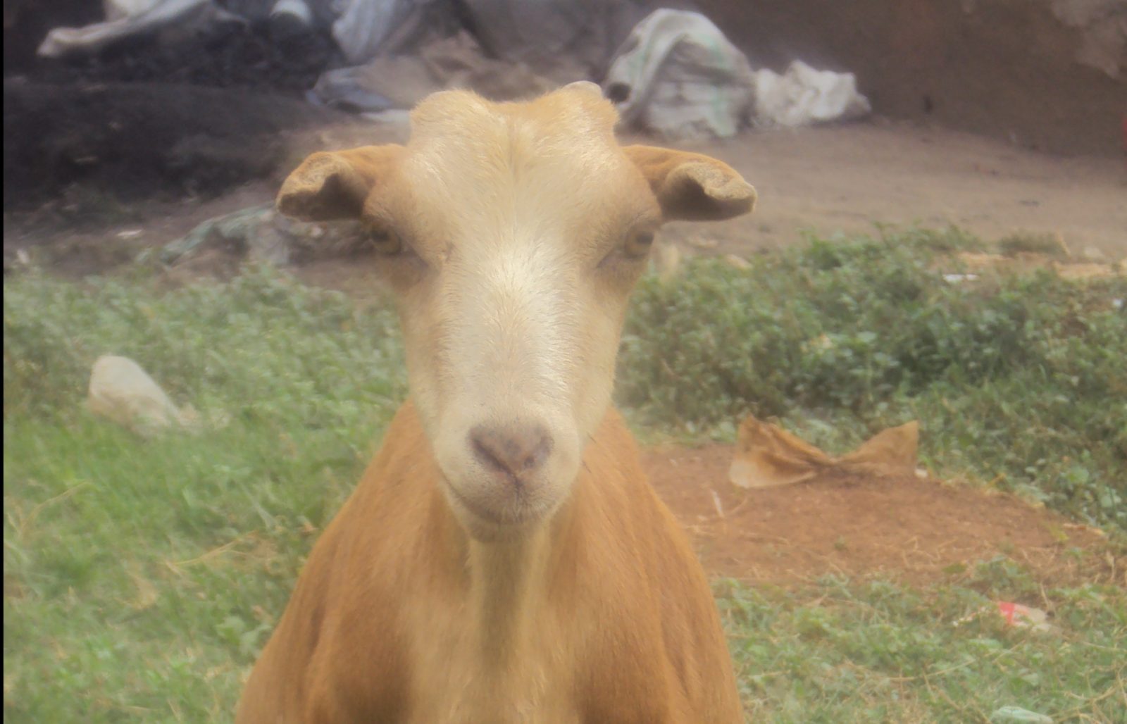 The Goat Rustlers (Uganda-Rwanda)