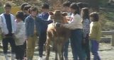 Lessons from a Calf
